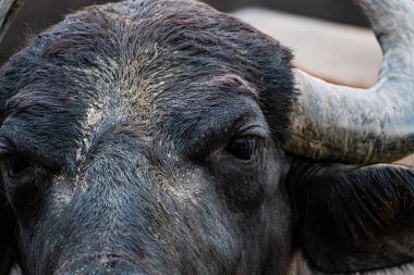  Siyah su bufalosu tarlada