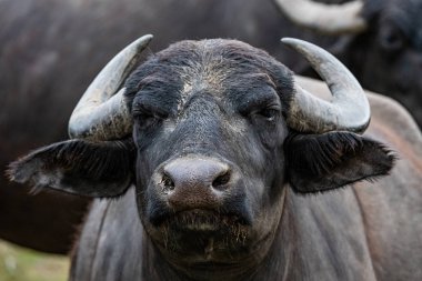  Siyah su bufalosu tarlada