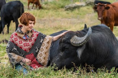 Panço giymiş genç bir kadın, koca bir bufalonun üstünde.