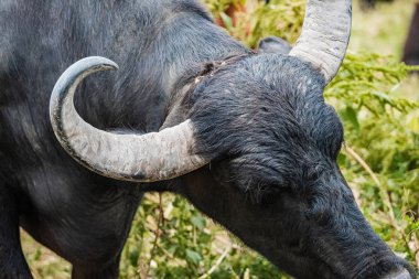  Siyah su bufalosu tarlada