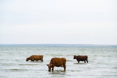 İneklerin nehirde otladığı berbat bir günün manzarası.