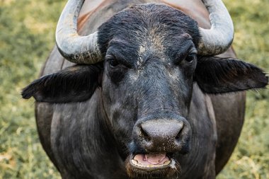  Siyah su bufalosu tarlada