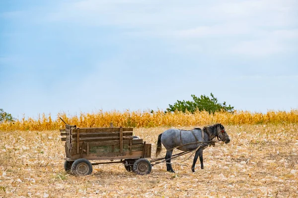 Őszi Táj Búzamezővel Lóval Szekérrel Kukoricamezővel Lóval Napsütéses Napokon — Stock Fotó