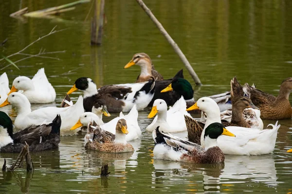 Primer Plano Muchos Patos Salvajes Nadando Río — Foto de Stock