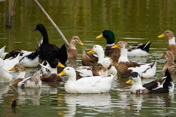 Gros Plan Nombreux Canards Sauvages Nageant Dans Rivière — Photo