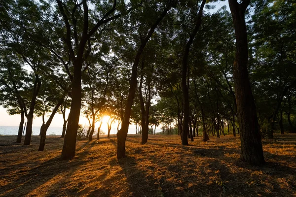 Landscape with sunrise in the park, sea and trees background