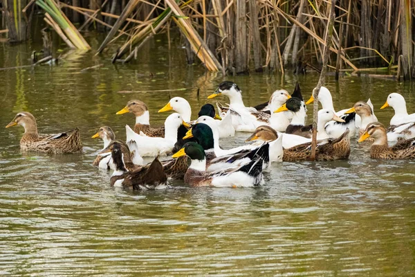Gros Plan Nombreux Canards Sauvages Nageant Dans Rivière — Photo