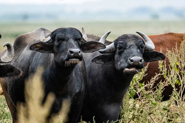 Siyah Bufalosu Tarlada — Stok fotoğraf