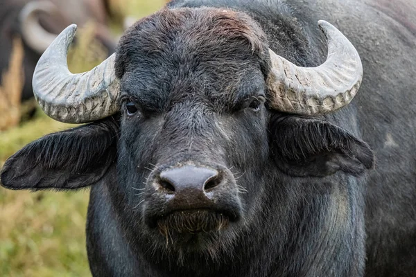 Black Water Buffalo Fields — Stock Photo, Image