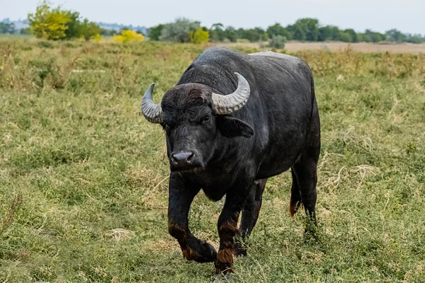 Siyah Bufalosu Tarlada — Stok fotoğraf