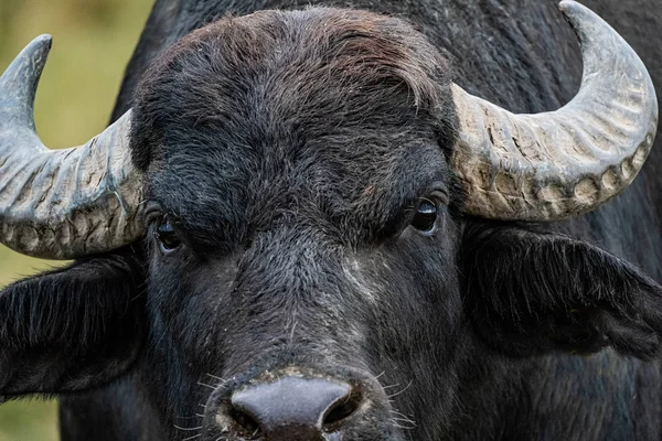 black water buffalo in the fields