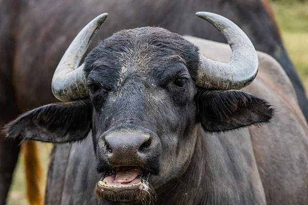 black water buffalo in the fields