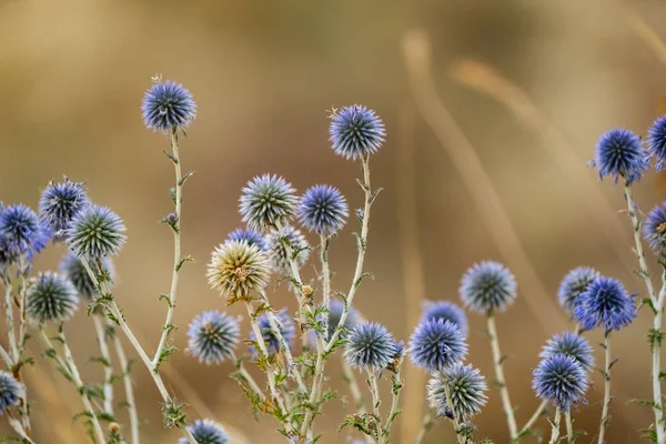 Foto Ravvicinata Fiori Colorati Secchi Nella Steppa — Foto Stock