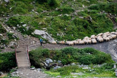 Büyük beyaz koyun sürüsü Romen dağları