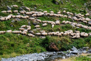 Büyük beyaz koyun sürüsü Romen dağları