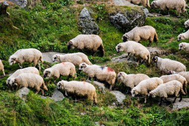 Büyük beyaz koyun sürüsü Romen dağları