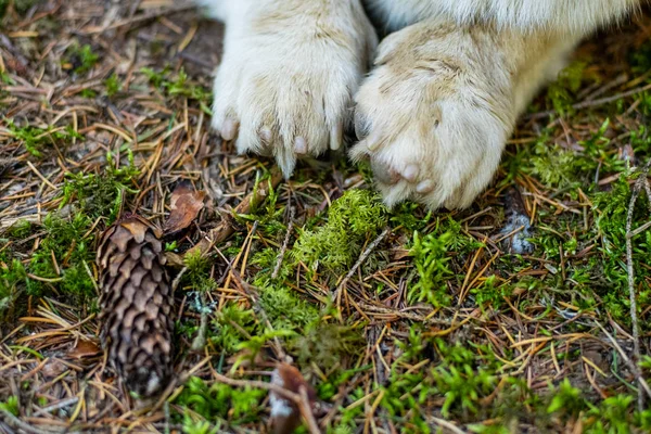 Close Cute Paws Corgi Dog Forest — Stock Photo, Image