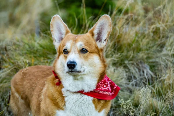 Portret Câine Corgi Drăguț Pădurea Vară — Fotografie, imagine de stoc