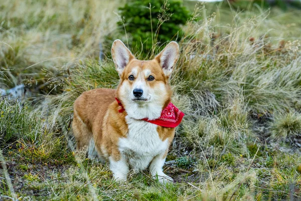夏天森林里可爱的科吉犬的肖像 — 图库照片