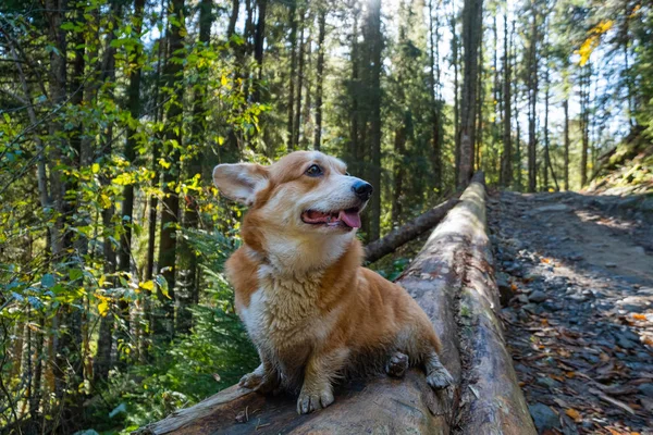 Portrait Mignon Chien Corgi Dans Forêt Été — Photo