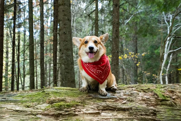 Πορτρέτο Του Χαριτωμένου Σκύλου Corgi Στο Δάσος Του Καλοκαιριού — Φωτογραφία Αρχείου