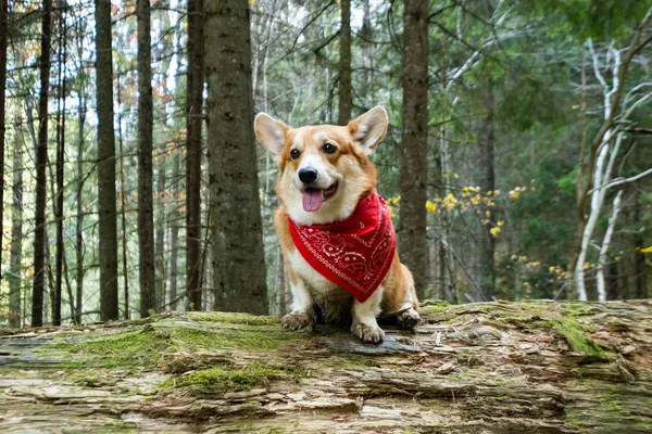 Retrato Cão Corgi Bonito Floresta Verão — Fotografia de Stock