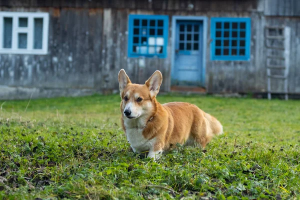 Porträt Des Niedlichen Corgi Hundes Dorf — Stockfoto