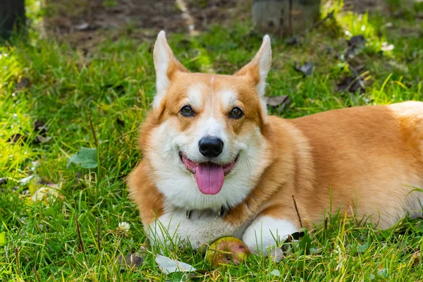 Porträt Des Niedlichen Corgi Hundes Sommerwald — Stockfoto