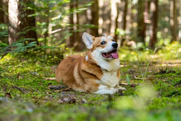 Retrato Lindo Perro Corgi Bosque Verano — Foto de Stock