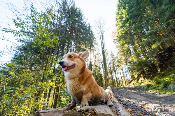 Retrato Lindo Perro Corgi Bosque Verano —  Fotos de Stock