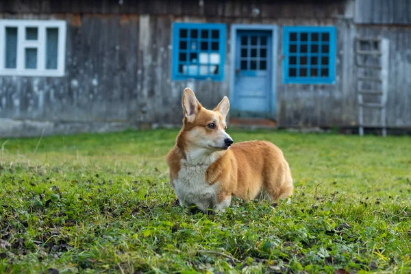 Portrait Cute Corgi Dog Village — Stock Photo, Image