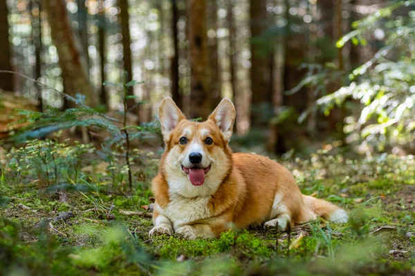 Retrato Cão Corgi Bonito Floresta Verão — Fotografia de Stock