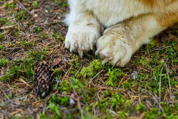 Close Patas Bonitos Cão Corgi Floresta — Fotografia de Stock