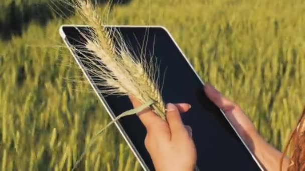 Jovem Agricultora Trabalha Nos Campos Trigo Com Tablet Nas Mãos — Vídeo de Stock