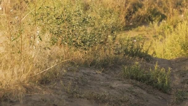 Jonge Man Met Mountainbike Rijden Heuvels Zomer Dai Tegen Prachtige — Stockvideo