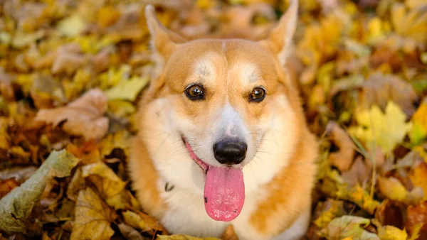 Αστείο Πορτρέτο Σκυλιών Corgi Στο Πάρκο Φθινόπωρο — Φωτογραφία Αρχείου