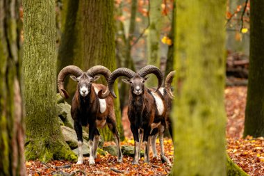 Sonbahar ormanlarında vahşi dağ koyunlarıyla ve keçilerle manzara