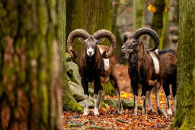 Sonbahar ormanlarında vahşi dağ koyunlarıyla ve keçilerle manzara