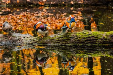 Colorful picture of Mandarin Duck in the autumn pond
