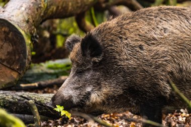 Sonbahar ormanlarında yaban domuzu olan bir yer.