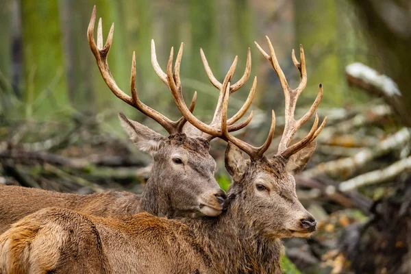 Landschap Met Herten Herfstbos — Stockfoto