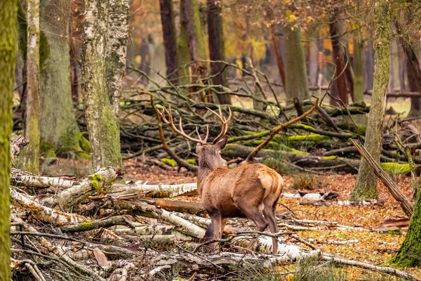 秋天森林中的鹿群景观 — 图库照片