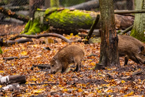 Landscape Wild Boar Autumn Forest — Stock Photo, Image