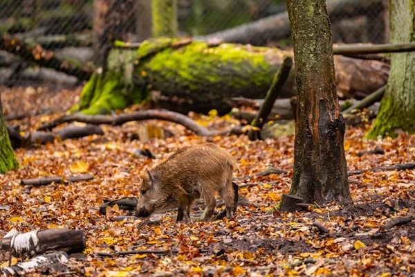 Landscape Wild Boar Autumn Forest — Stock Photo, Image