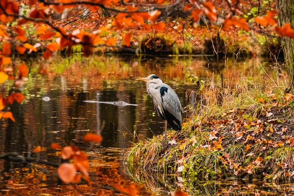 Buntes Bild Mit Reiher Herbstwald — Stockfoto