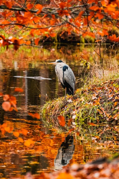 Buntes Bild Mit Reiher Herbstwald — Stockfoto