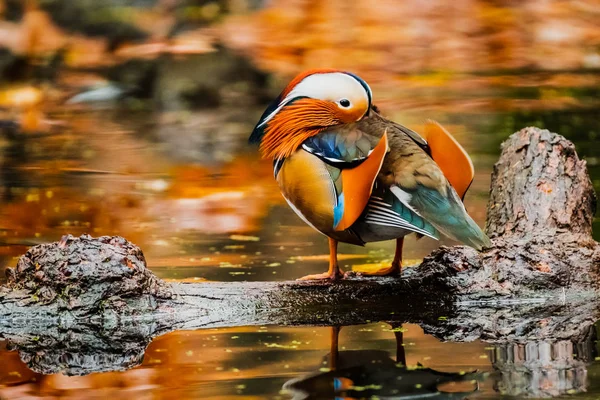 Kolorowe Zdjęcie Mandarin Duck Jesiennym Stawie — Zdjęcie stockowe