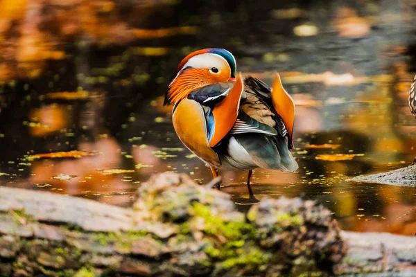 Colorful Picture Mandarin Duck Autumn Pond — ストック写真