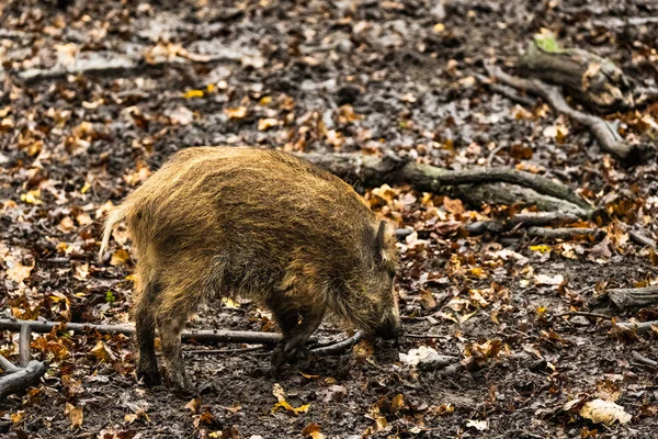 Landscape Wild Boar Autumn Forest — Stock Photo, Image