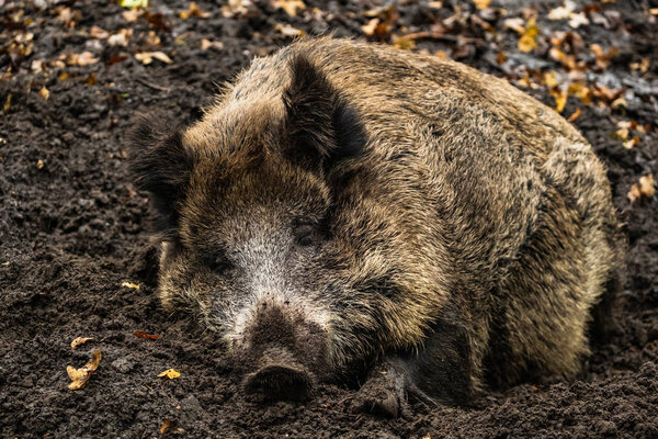 landscape with wild boar in autumn forest